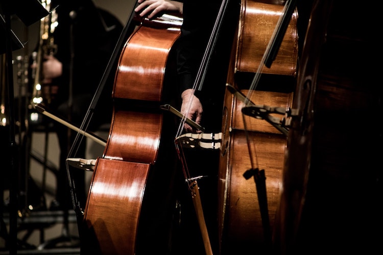 People playing the cello in a symphony. 