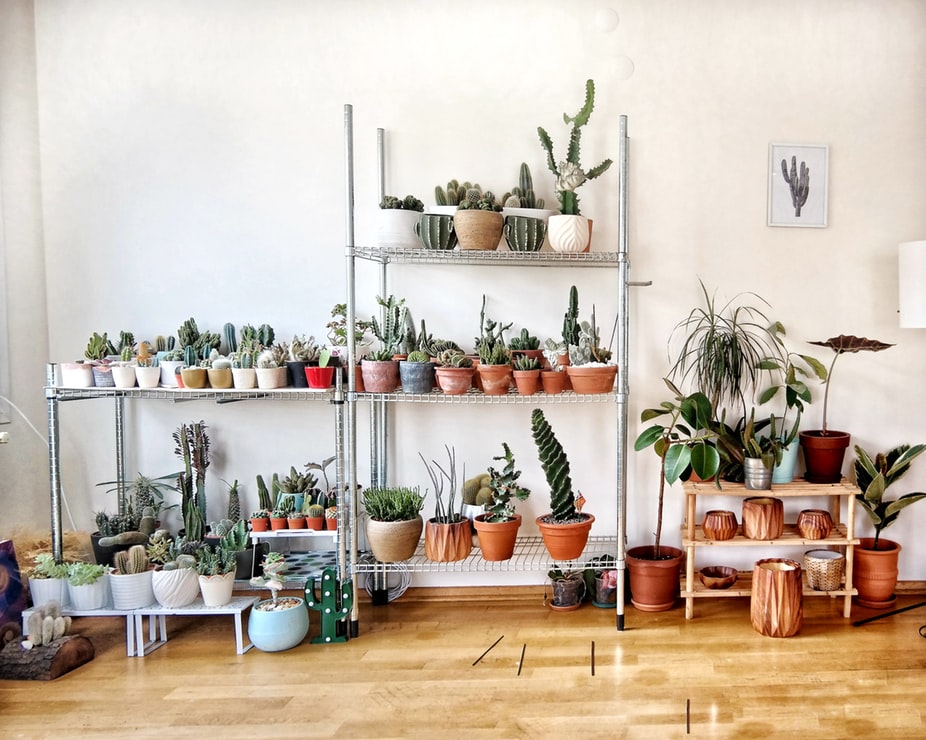 Houseplants, a popular 2019 interior design trend.